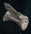 Diplodocus Caudal Vertebra - Dana Quarry #10107-4